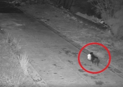 "기발하지만 교활해"…수천만원 벌금 피하려고 반려견에 '황당 훈련'