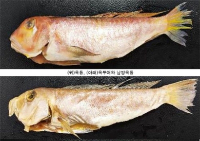 '옥돔' 시켰는데, 알고 보니 값싼 '옥두어'…위반 식당 무더기 적발