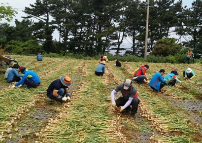등록금 벌러 제주 농가 왔다가 '날벼락'…외국인 유학생 33명 제적 위기