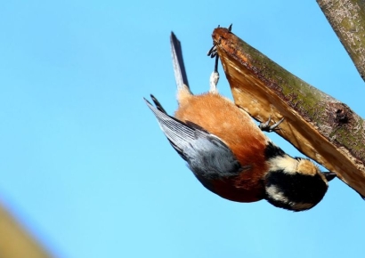 [내일날씨]3·1절 연휴 주말까지 포근하고 일교차 커…2일부터 눈비