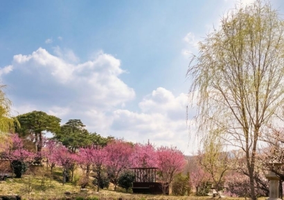 '사색의 공간' 군위 사유원, 걷고 듣고 향기로 기억하는 매화축제