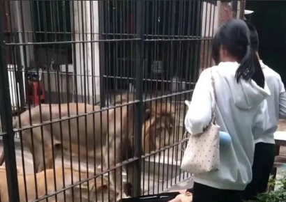 암사자 앞발 내밀어 바지 낚아채자 '아수라장'…먹이 주려던 10세 소녀 '아찔'