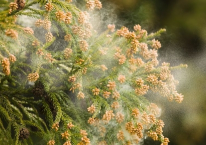 "콧물 줄줄, 눈물 줄줄…일 못하겠어요" 이 병 때문에 하루 2조원 손실[日요일日문화]