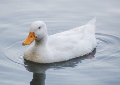 "나도 오리 키울래, 이게 웬 횡재야"…배 갈랐더니 쏟아진 황금 '깜짝'