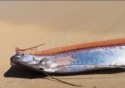 "종말의 물고기 두 마리나?"…해변에 나타난 '희귀 어종' 관광객 반응이