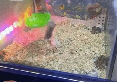 "인형이 아니잖아"…뽑기 기계 속에 벌벌 떠는 햄스터들