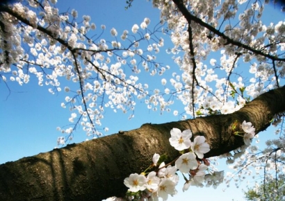 XGOLF Sees Surge in Spring Season Reservations, Golf Market Heats Up