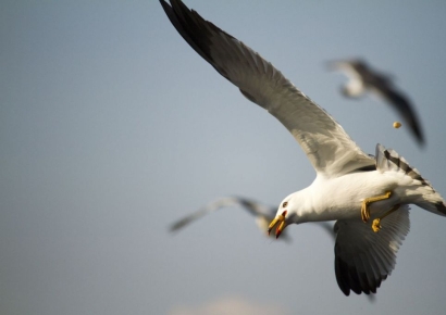 "동물학대냐 정당방위냐" 딸 따라다닌 갈매기 죽인 남성 판결 누고 찬반 충돌