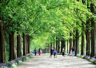 "입장료 돌려드려요" 담양 메타세쿼이아길 입장료 환급