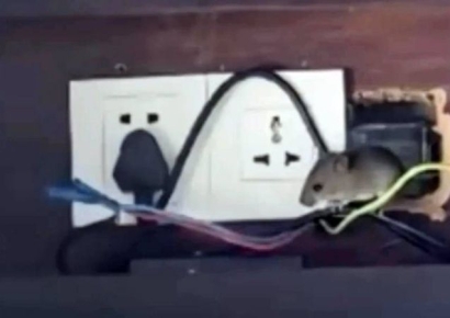 "1박 210만원인 객실서 쥐가"…난리난 中 리조트