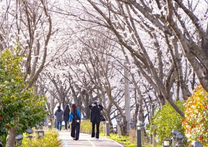 '따뜻한 봄 향기 나주 영산포 벚꽃 보고 버스킹도 즐기고~' 
