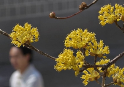 [포토] 활짝 핀 '봄'
