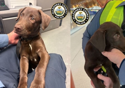 "비행기 함께 못 타면 버린다?" 美공항서 반려동물 유기 사례 잇따라