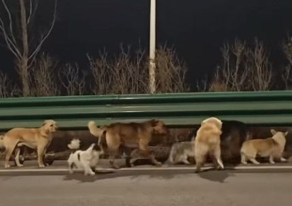 中 도살장 잡혀갔던 반려견 7마리, 서로 지키며 17㎞ 걸어 '집으로'