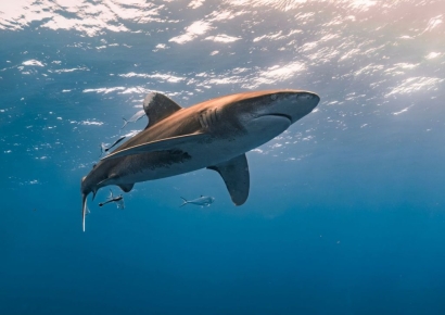 상어 혈액에 코카인이?…지상 낙원으로 불린 '그곳'에 무슨 일이[실험노트]