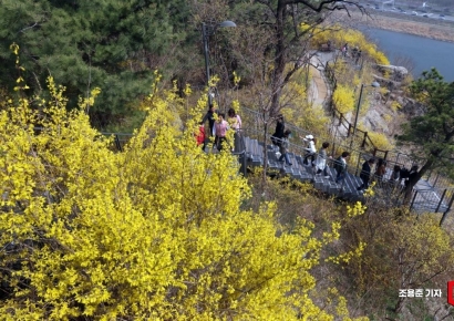 [포토] 봄기운 가득한 응봉산 개나리