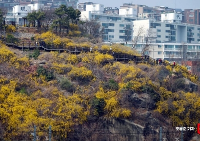 [포토] 활짝 핀 응봉산 개나리