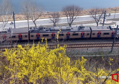 [포토] '전철과 개나리'