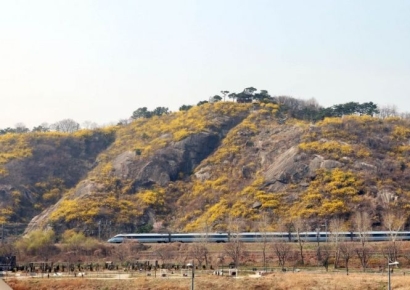 [포토] KTX와 응봉산 개나리