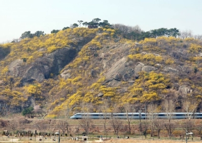 [포토] 개나리축제 앞둔 응봉산