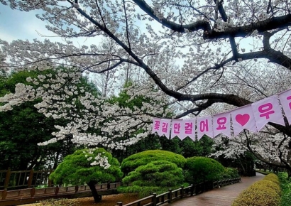 광양 꽃보러 오세요…봄꽃 릴레이 시작