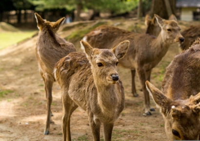 日 오사카, 나라현에 "집 나온 사슴 데려 가세요"