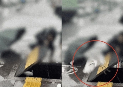 "네가 왜 거기서 나와" 하수구 갇힌 백로 구조한 한국인 가족 日서 화제