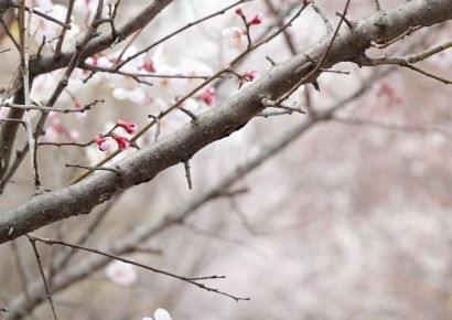 이제부터 여의도 윤중로 미어터지겠네…서울 벚꽃 평년보다 열흘 일찍 '공식' 개화
