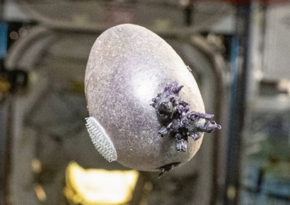 "에일리언 알 아냐?"…우주정거장서 자란 물체 정체는