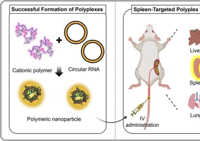 알지노믹스, '인비보 CAR-T' 핵심 전달기술 확보