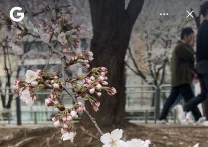 "일주일 후 다시 오세요" 카메라로 '찰칵' 찍으니 벚꽃 만개 시기까지 '척척' [AI 비서 시대]③