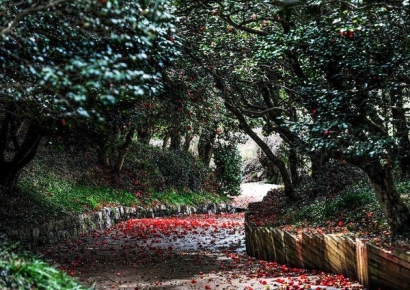 <기획> 꽃길 따라 봄을 걷다…전남, 4월이 여행이 되는 순간