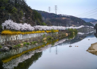 "꽃비 내리는 성곽길 걸어봤니?"…경기 광주서 즐기는 4색 벚꽃 여행