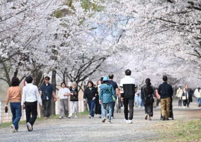 지금 하남은 '벚꽃 절정' 중…하남시, '낮에는 분홍빛 밤에는 조명빛'