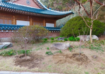 '식목일' 李대통령, 청와대·관저에 체리·복사나무 식재…"이 땅에 다시 희망 널리 퍼지길"