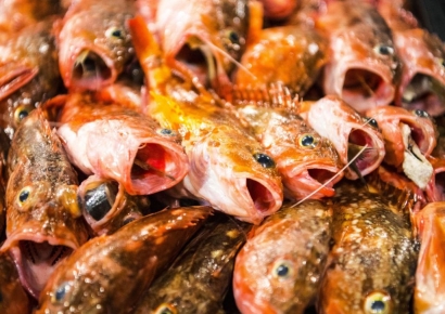 中 수산물서 바이러스 감염 확인…"실명 환자까지 발생"