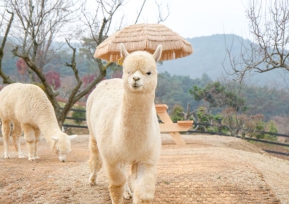 벚꽃 산책로 지나면 튤립이 활짝!…국내 최대 민간정원 '가산수피아' 여행 오세요