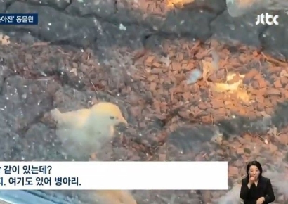 아이들이 쓰다듬던 '병아리'를 보는데서 '뱀 먹이'로…"내가 이걸 보려고 왔나"