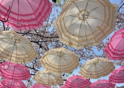 벚꽃 아래, 도시 이름 새기다… 양산시 물금벚꽃축제, 포토존 ‘양산의 하늘아래’ 눈길