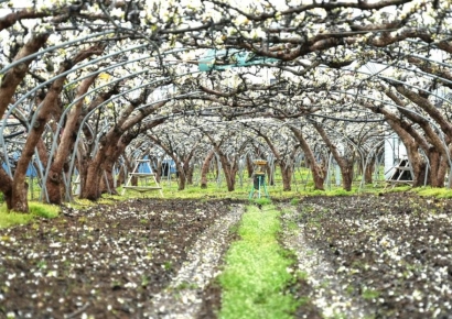뜬금없는 우박 집중 포화…나주 배 농가 피해 봇물(종합)