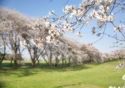 일본 벚꽃 명소서 여성 깨문 80대 노인…연행 도중 돌연 사망
