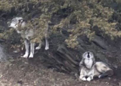 1살 아기 늑대 물렸는데…휴대폰만 본 美 부부에 공분