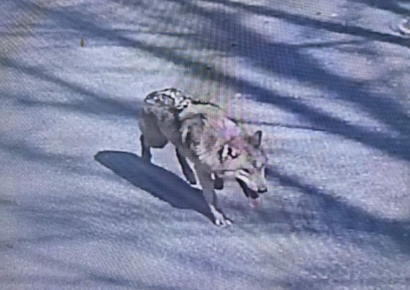 "동물이 무슨 죄냐" 오월드 탈출 늑대에 생포 여론 거센 이유 보니