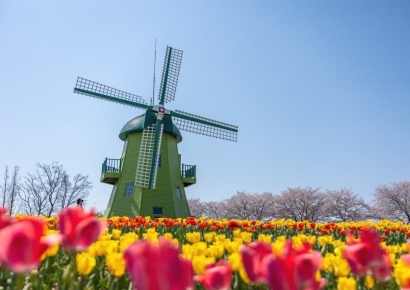 튤립 150만 송이 ‘봄 꽃 향연’…이번 주말 순천만국가정원서 '만끽'