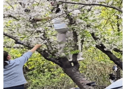 "긴 세월 버틴 나무가 죽을 뻔했다" 사진 욕심에 20살 벚나무 뿌리째 꺾은 여성