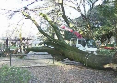 "도쿄에서 나무 조심하세요"…사람 덮쳐 '긴급 점검' [뭔日있슈]