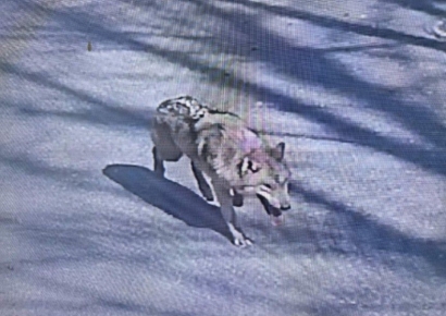 늑대 늑구, 실종 장기화에 폐사 우려까지…"먹이 활동 어려워"