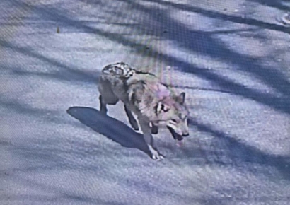 탈진·폐사 가능성도…늑대 늑구, 드론 수색에도 '행방 묘연'