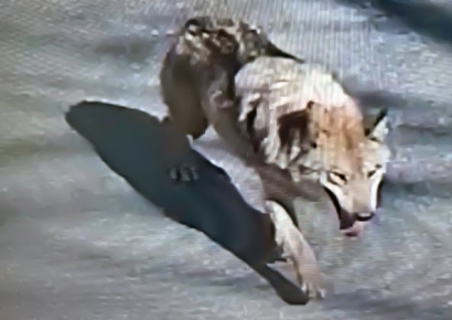 탈출 늑대 '늑구' 드디어 발견…포획 준비 중