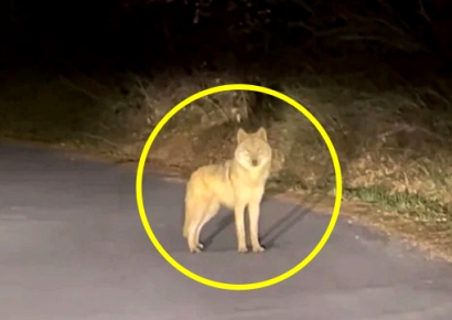 간신히 찾았는데…'엿새만에 발견' 늑구, 결국 또 놓쳤다